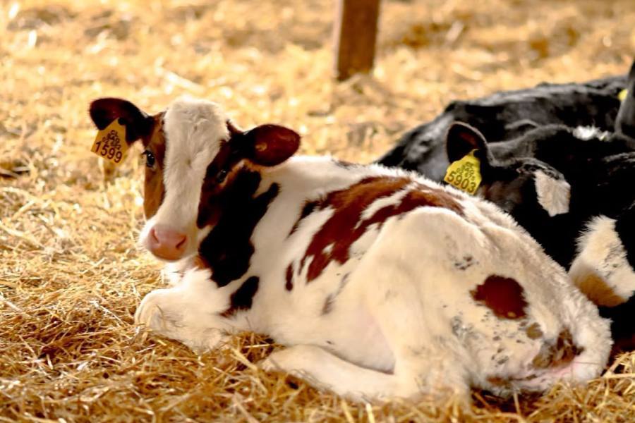 Apoyarán a 17 productores lecheros de Ñuble para incorporar…