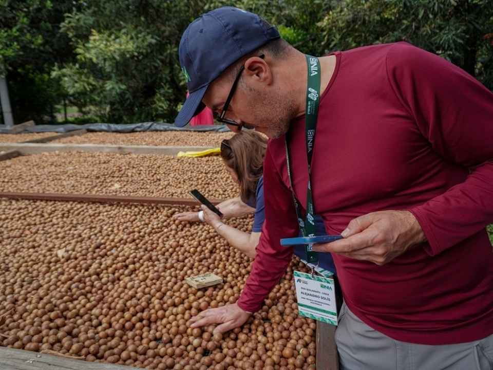 Ñuble apuesta por la macadamia