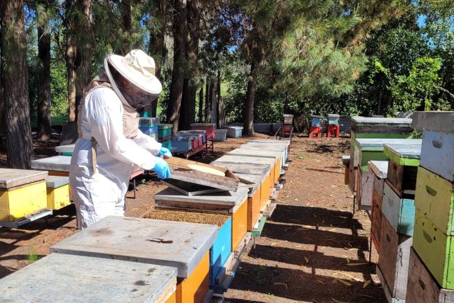 SAG llama a apicultores de Ñuble a actualizar sus registros de…