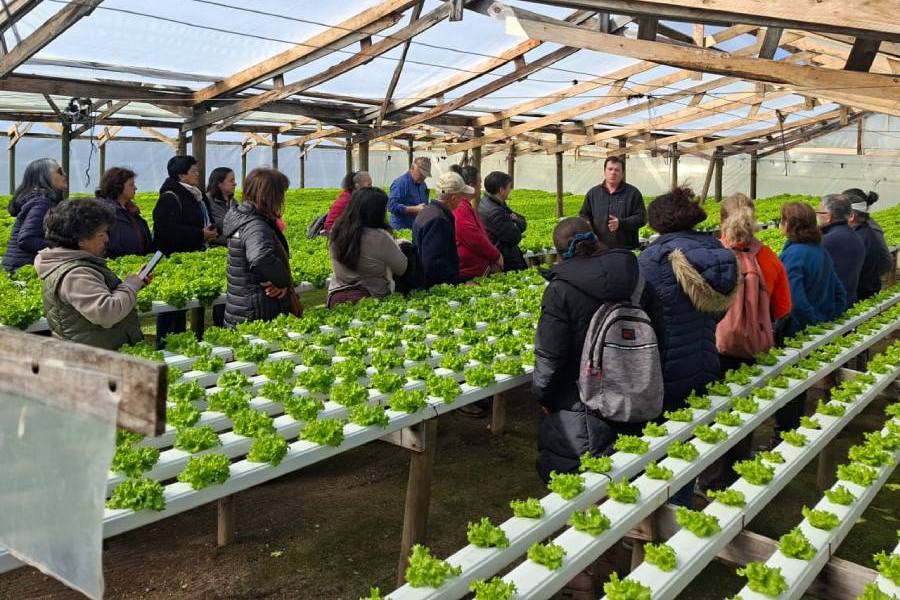 Pequeños productores de Chillán se capacitan en cultivo hidropónico