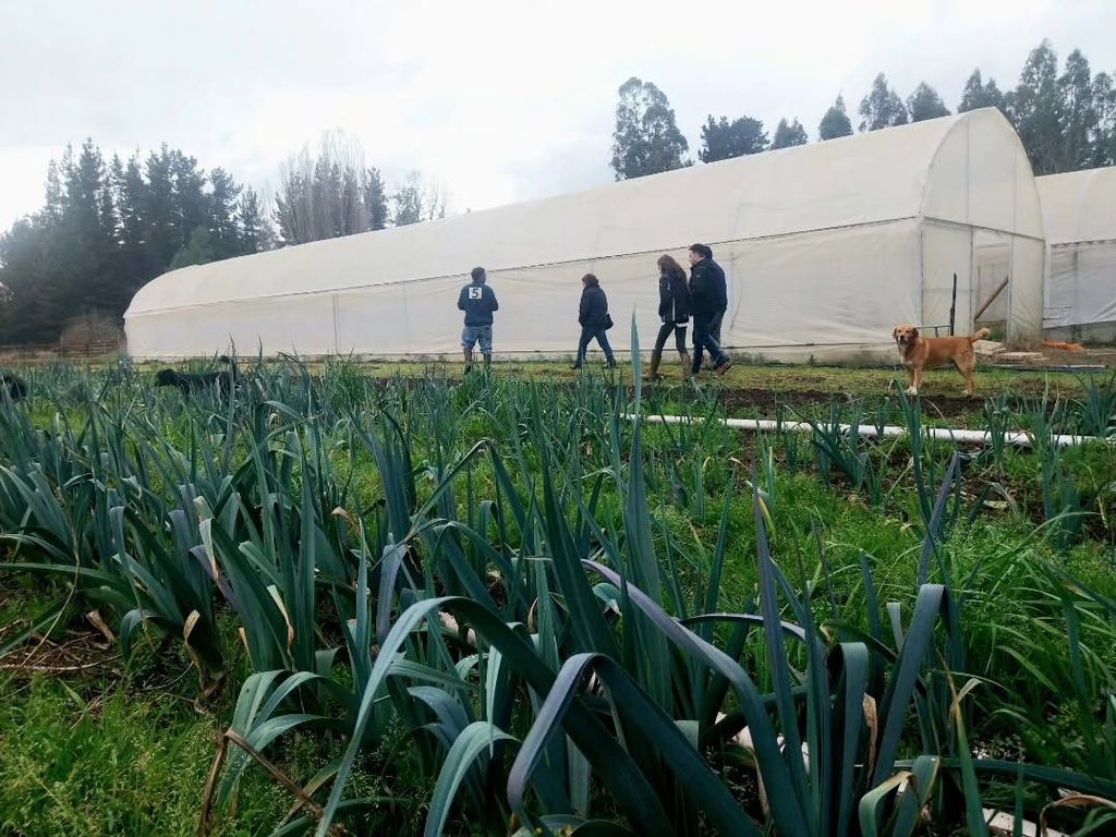 FAMILIA DE NUEVA IMPERIAL IMPULSA LA DIVERSIFICACIÓN PRODUCTIVA…