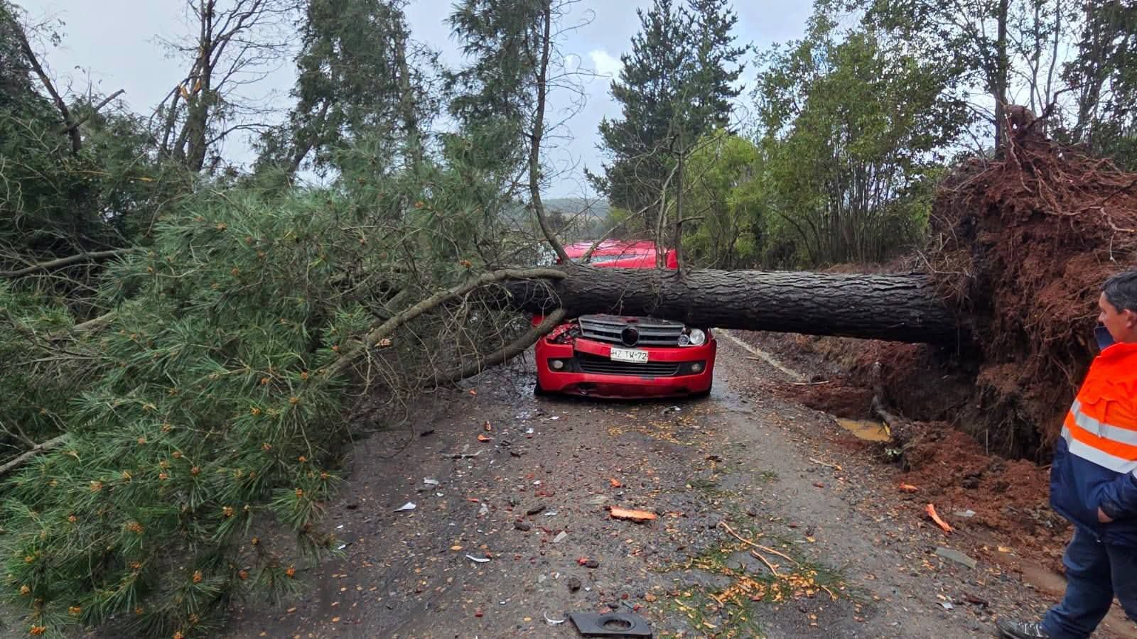ÁRBOL CAE SOBRE VEHÍCULO EN RUTA N-66 DE COELEMU EN ÑUBLE 🌳🚗