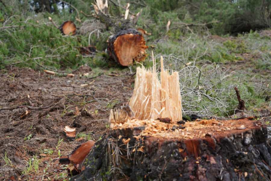 Ninhue reemplazará pinos por 1.600 árboles nativos