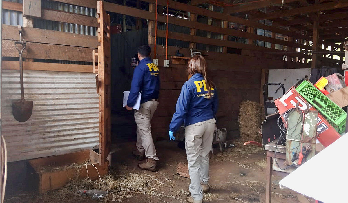 PDI desbarata matadero clandestino en Gorbea y decomisa más de 2…