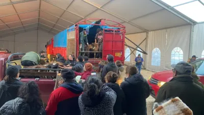 Negrete duplica entrega de terneros y beneficia a familias…